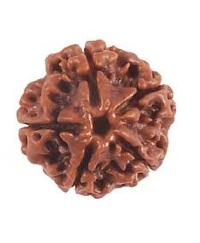 5 Mukhi Rudraksha